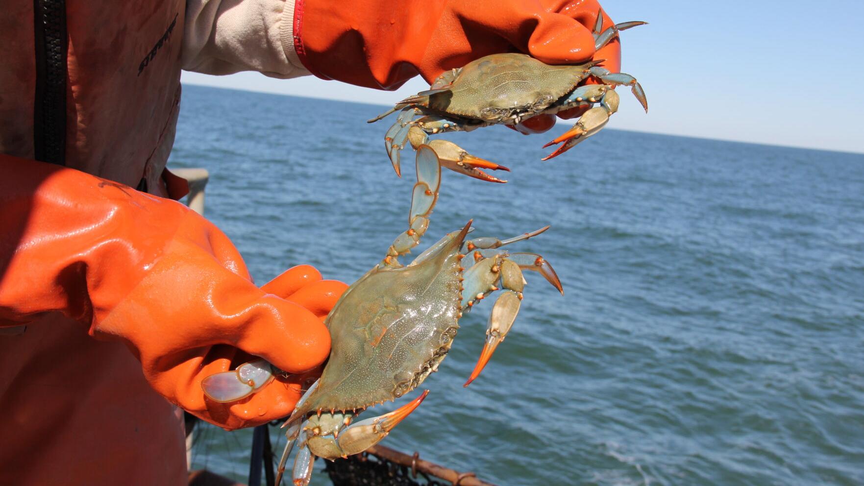 2025 Winter Dredge Survey: Chesapeake Blue Crab Numbers Down but Sustainable